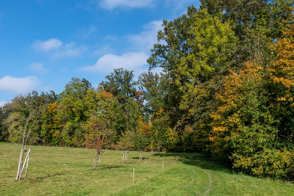 Herbstwanderung von Hagenbuch nach Wil