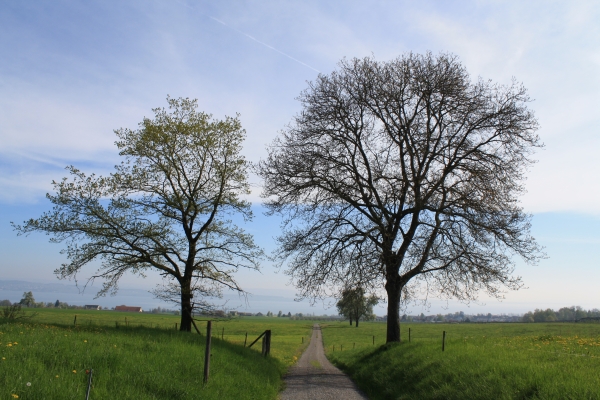 Ausicht über den Bodensee